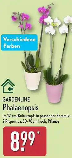 Aldi Nord GARDENLINE Phalaenopsis Angebot