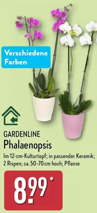 Aldi Nord GARDENLINE Phalaenopsis Angebot