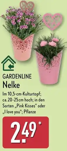 Aldi Nord GARDENLINE Nelke Angebot