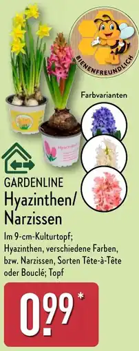 Aldi Nord GARDENLINE Hyazinthen/ Narzissen Angebot