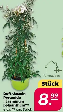 NETTO Duft-Jasmin Pyramide ,,Jasminum polyanthum" Angebot