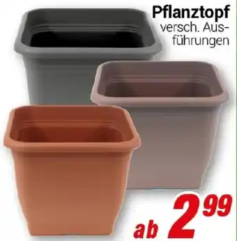 CENTERSHOP Pflanztopf Angebot