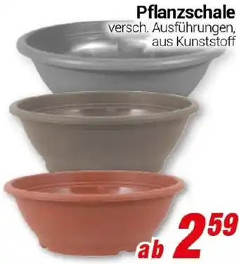 CENTERSHOP Pflanzschale Angebot