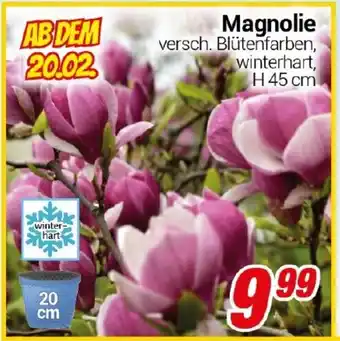 CENTERSHOP Magnolie Angebot