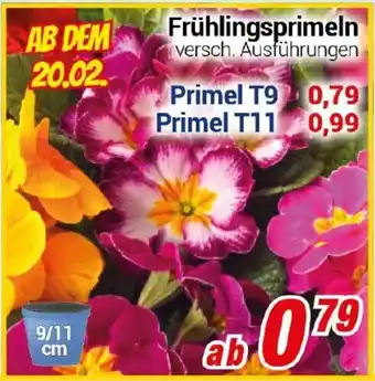 CENTERSHOP Frühlingsprimeln Angebot