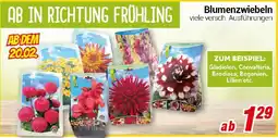 CENTERSHOP Blumenzwiebeln Angebot