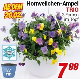 CENTERSHOP Hornveilchen-Ampel TRIO Angebot