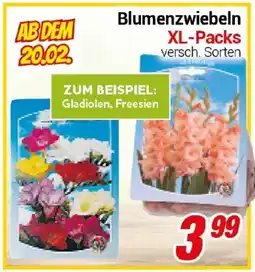 CENTERSHOP Blumenzwiebeln XL-Packs Angebot