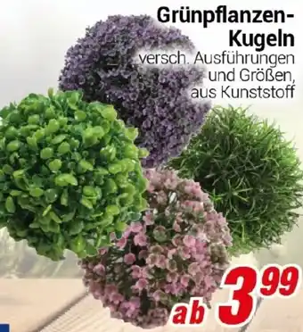 CENTERSHOP Grünpflanzen Kugeln Angebot