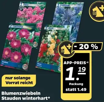 NETTO Blumenzwiebeln Stauden winterhart Angebot