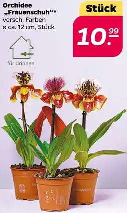 NETTO Orchidee ,,Frauenschuh" Angebot