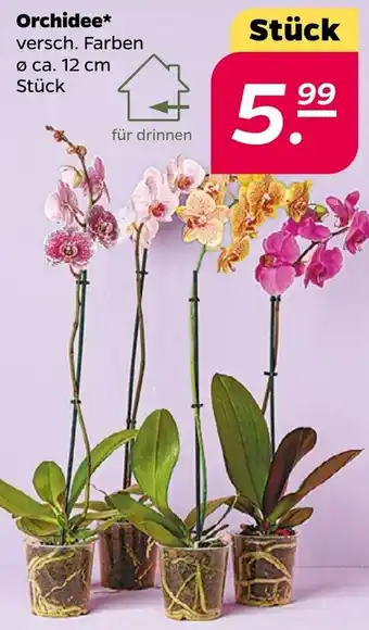 NETTO Orchidee Angebot