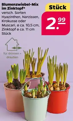 NETTO Blumenzwiebel-Mix im Zinktopf Angebot