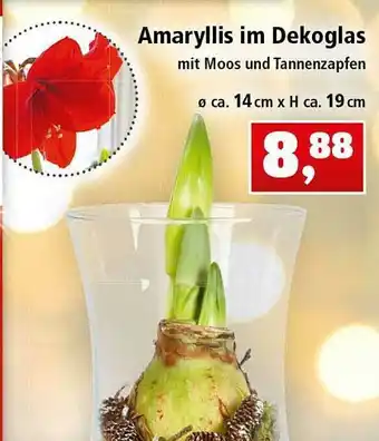 Thomas Philipps Amaryllis Im Dekoglas Angebot