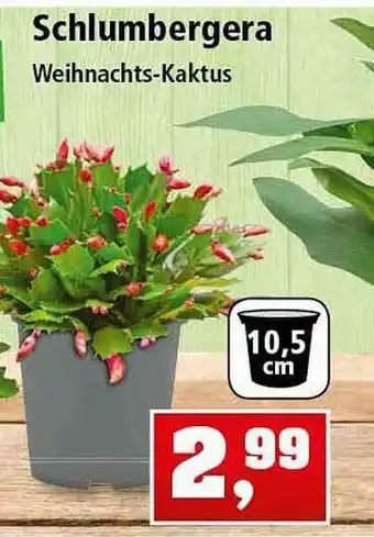 Thomas Philipps Schlumbergera Angebot