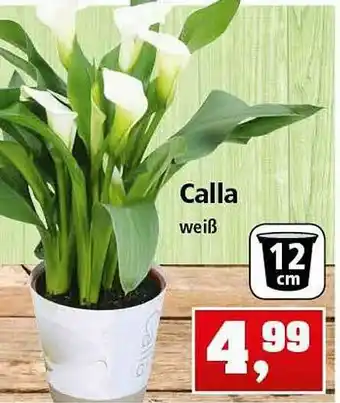 Thomas Philipps Calla Angebot