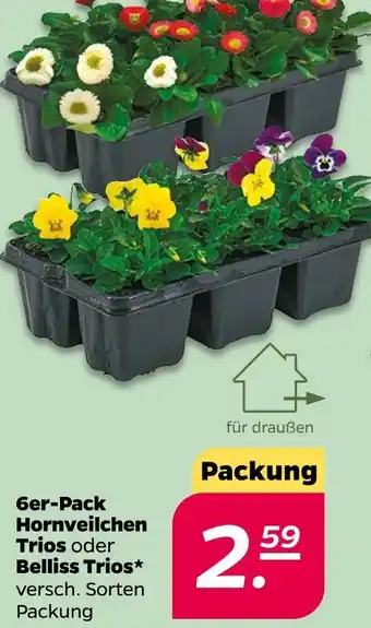 NETTO 6er-pack hornveilchen trios oder belliss trios Angebot