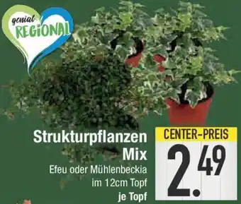 E-Center Strukturpflanzen Mix Angebot