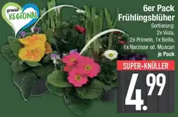 E-Center 6er Pack Frühlingsblüher Angebot