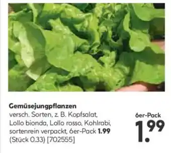 Hellweg Gemüsejungpflanzen Angebot