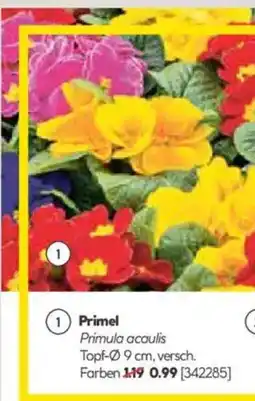 Hellweg Primel Primula acaulis Angebot