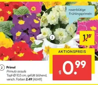 Hellweg Primel Primula acaulis Angebot