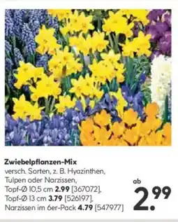 Hellweg Zwiebelpflanzen-Mix Angebot