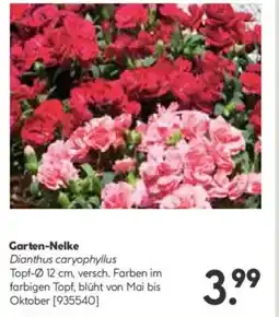 Hellweg Garten-Nelke Dianthus caryophyllus Angebot