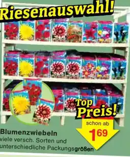 Jawoll Blumenzwiebeln Angebot