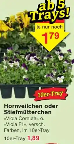 Jawoll Hornveilchen oder Stiefmütterchen Angebot