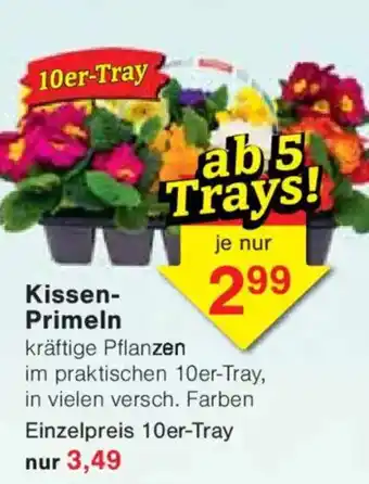 Jawoll Kissen- Primeln Angebot