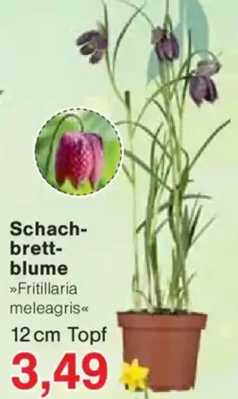 Jawoll Schach- brett- blume Angebot