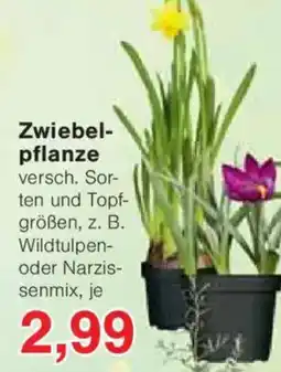 Jawoll Zwiebel- pflanze Angebot