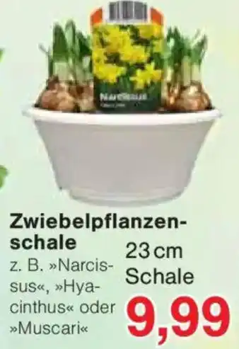 Jawoll Zwiebelpflanzen- schale Angebot