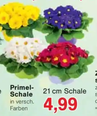 Jawoll Primel- Schale Angebot