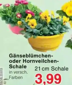 Jawoll Gänseblümchen- oder Hornveilchen- Schale Angebot