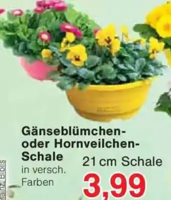 Jawoll Gänseblümchen- oder Hornveilchen- Schale Angebot