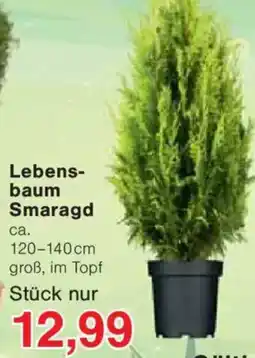 Jawoll Lebens- baum Smaragd Angebot