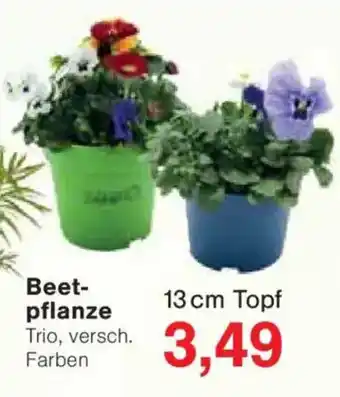 Jawoll Beet- pflanze Angebot