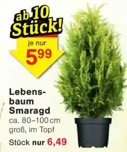 Jawoll Lebens- baum Smaragd Angebot