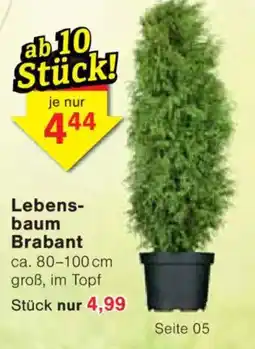 Jawoll Lebens- baum Brabant Angebot