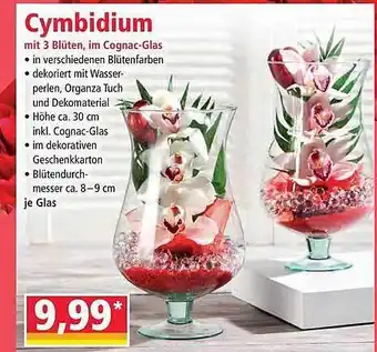 Norma Cymbidium Angebot