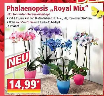 Norma Phalaenopsis „royal Mix” Angebot