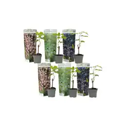 Netto Marken-Discount Plant in a Box - Traubenpflanze - 6 Stk - Vitis vinifera - Höhe 25-40cm - Topf 9cm Angebot