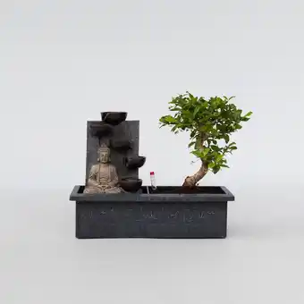 Netto Marken-Discount Plant in a Box - Bonsaibaume - Bonsai - Höhe 25-35cm - Topf 29cm Angebot