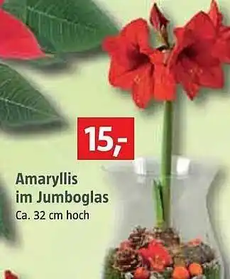 Bauhaus Amaryllis Im Jumboglas Angebot