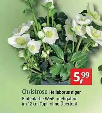 Bauhaus Christrose Angebot