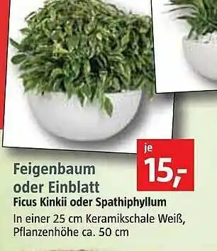 Bauhaus Feigenbaum Oder Einblatt Angebot