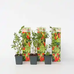 Netto Marken-Discount Plant in a Box - Goji Pflanzen - 3 Stk - Lycium barbarum - Höhe 25-40cm - Topf 9cm Angebot