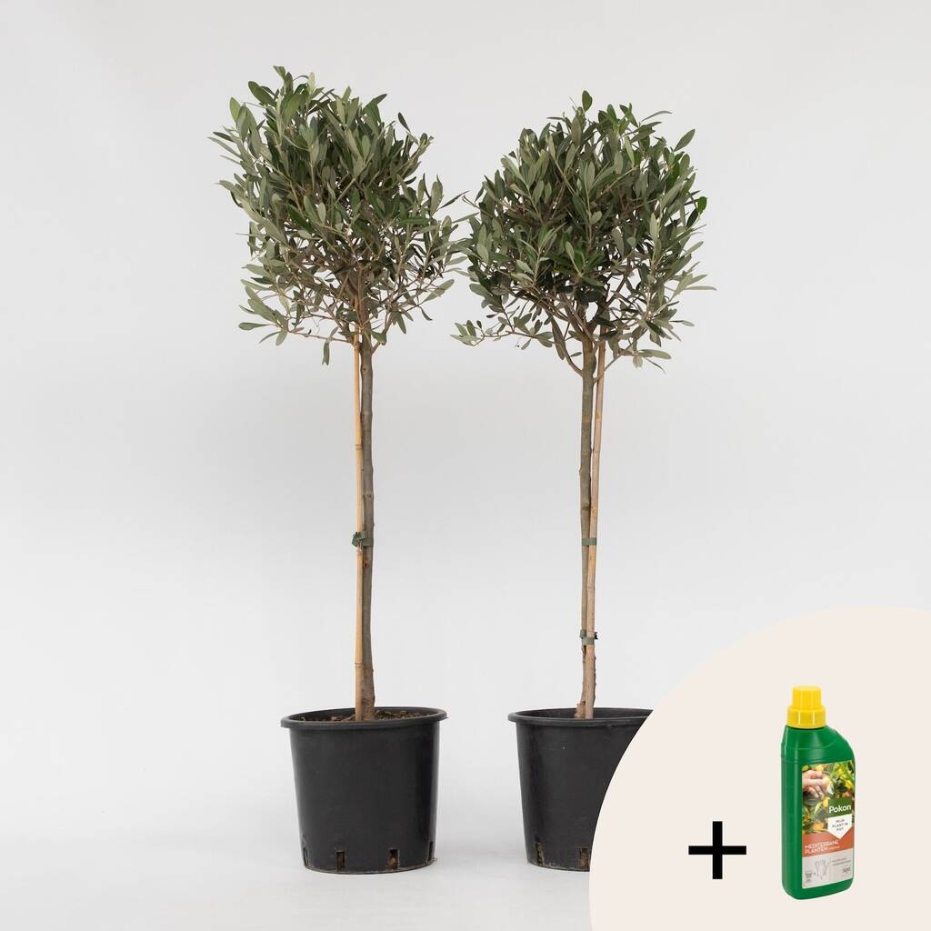 Plant in a Box - Olivenbaum - 2 Stk - Olea europaea - Hhe 90-100cm - Topf  21cm Angebot bei Netto Marken-Discount